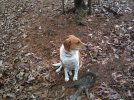 Guarddog.jpg