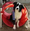 Barleys 1st Blue Ribbon 1b.jpg