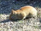 DSCF4219 TAILLESS SQUIRREL PROFILE 650 MED.jpg