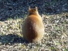 DSCF4221 TAILLESS SQUIRREL BACK 650 MED.jpg