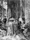 Loggers.jpg