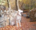 Argenta-Fall 2011.JPG