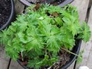 DSCF4245 DELPHINIUM THAWED 650 MED.jpg