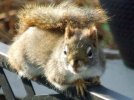 DSCF4230 SQUIRREL LOLLS BENCH 2 650 MED.jpg
