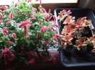 DSCF4247 COLEUS RED  HOT CATTAILS INSIDE 650 MED.jpg