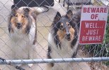 dogs.jpg