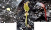 DSCF4284 SEEDLING COMPOSIT 800 med.jpg