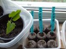DSCF4298 TOMATO SWEET PEA STARRY NIGHT BEAN 650 MED.jpg