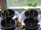 DSCF4296 NASTURTIUM SEEDLINGS 650 MED.jpg
