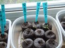 DSCF4312 SUNFLOWER SEEDLINGS 650 MED.jpg