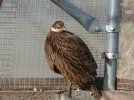 Danphe or Pheasant.jpg
