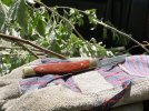 Rosewood301 1.JPG