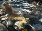 DSCF4366 RED SQUIRREL LOLLS BIRDBATH 2 650 MED.jpg