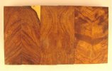 desert ironwood scales 2.jpg desert ironwood scales 2.jpg