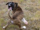 Dog chasing tail.jpg