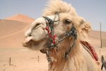 ugly camel.jpg