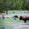 buffalo idiots.jpg