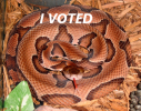 330px-Agkistrodon_contortrix_contortrix_CDC-a.png