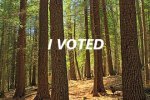 Stand_of_Eastern_Hemlock_and_White_Pine_in_Tiadaghton_State_Forest,_Pennsylvania1.jpg