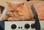 DSC_a6722.jpg