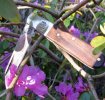 hhb2.mark.V.rhododendron.jpg
