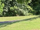 Fawn 6-29-21 1.JPG