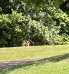Fawn 6-29-21 2.jpg