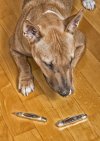 GEC Dog Paw AMY.jpg