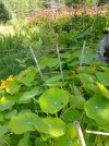 IMG_20210714_164601048 NASTURTIUM TO BEE BALM 650 MED.jpg