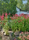 IMG_20210714_164646473_HDR BEE BALM YARROW HOLLYHCK 650 MED.jpg