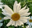 012 SHASTA DAISY SPIDER 650 MED.jpg