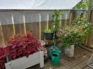 014 PORCH COLEUS RED HOT CATTTAILS DELPHINIUM LETTUCE 650 MED.jpg