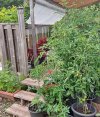 059 PORCH TOMATOES PEPPER BEANS COLEUS 650 MED.jpg