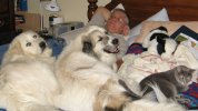 Roger.Mollie.Heidie.Sweetie.bed.JPG