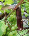 holub.grapes.jpg