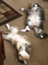 cats.jpg