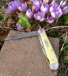ez49.mark.Vmain.flat.crocuses.jpg