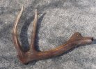 Antler1.JPG