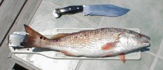 redfish.jpg