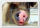 030303082058pig_nosy__for_site2.jpg
