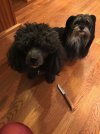 bella.gandalf.opignel.2.jpg