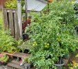 006 TOMATOES PORCH BEANS MARIGOLDS 650 MED.jpg