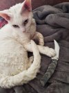 cathead.jpg