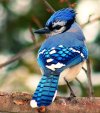 16.-Blue-Jay.jpg