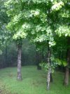 rain.jpg