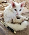 cat2.jpg