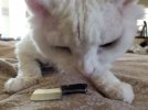 cat1.jpg