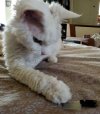 cat3.jpg