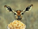 zB36EZN.gif