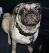 pug.jpg